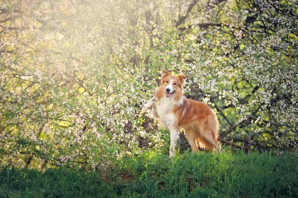 Border collie dog portrait in spring — Stock Photo, Image