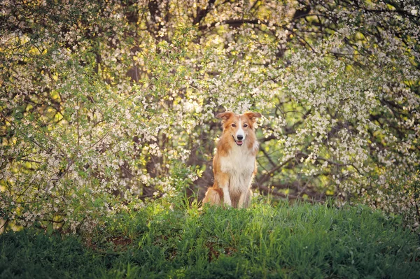 Borde collie perro retrato en primavera — Foto de Stock