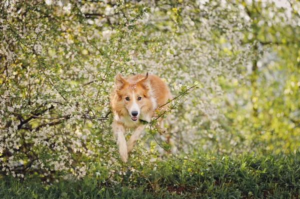 Border collie pies skacze na wiosnę — Zdjęcie stockowe