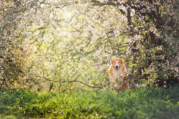 Border collie dog playing in spring — Stock Photo, Image