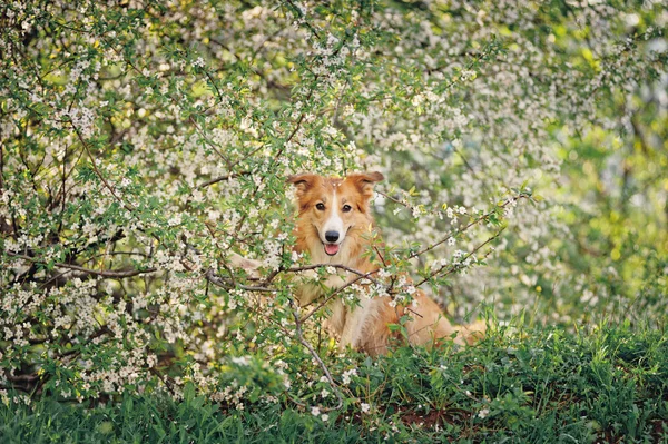 Gränsen collie hund porträtt på våren — Stockfoto