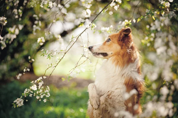 Borde collie perro retrato en primavera — Foto de Stock