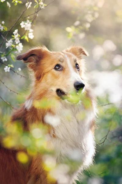 Borde collie perro retrato en primavera — Foto de Stock