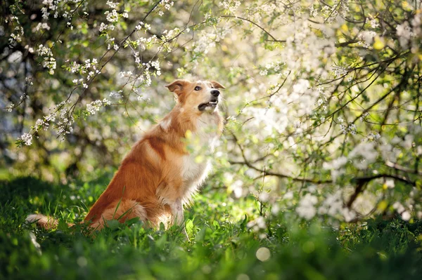 Border collie dog portrait in spring — Stock Photo, Image