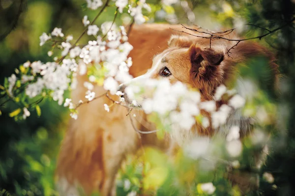 Border collie dog portrait in spring — Stock Photo, Image