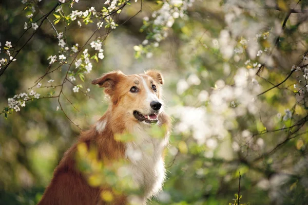 Bordercollie hond portret in het voorjaar van — Stockfoto