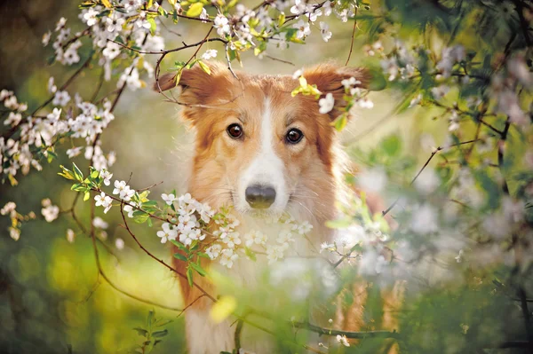 Gränsen collie hund porträtt på våren — Stockfoto