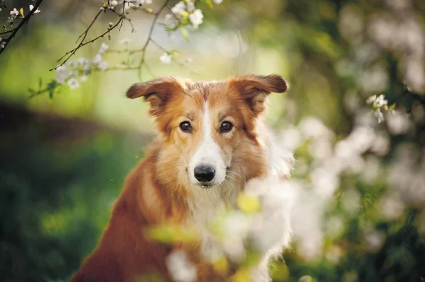 Border kolie pes portrét na jaře — Stock fotografie