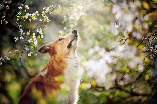 Borde collie perro retrato mira hacia arriba en primavera — Foto de Stock