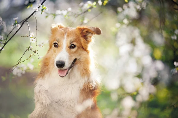Border kolie pes portrét na jaře — Stock fotografie