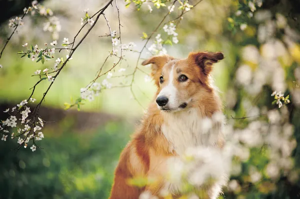 Frontière collie chien portrait au printemps — Photo