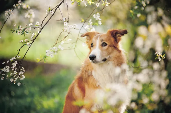 Gränsen collie hund porträtt på våren — Stockfoto