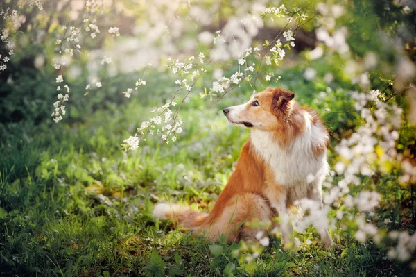 Borde collie perro retrato en primavera — Foto de Stock