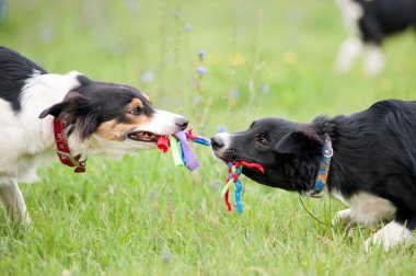 iki köpek halatı oyuncakla oynamak