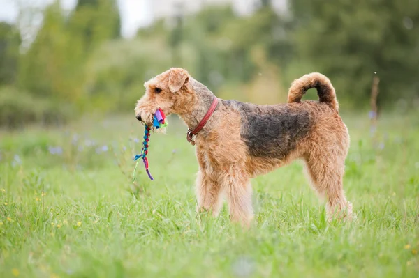 Airedale Terrier brincando com brinquedo de corda — Fotografia de Stock