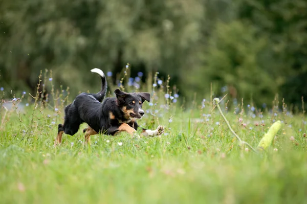 Filhote de cachorro fronteira collie jogar — Fotografia de Stock