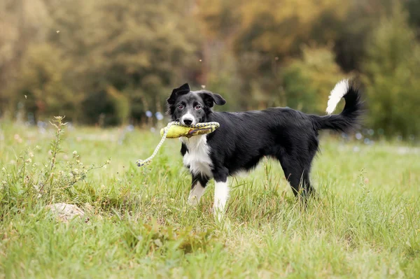 Filhote de cachorro fronteira collie brincando com brinquedo corda — Fotografia de Stock