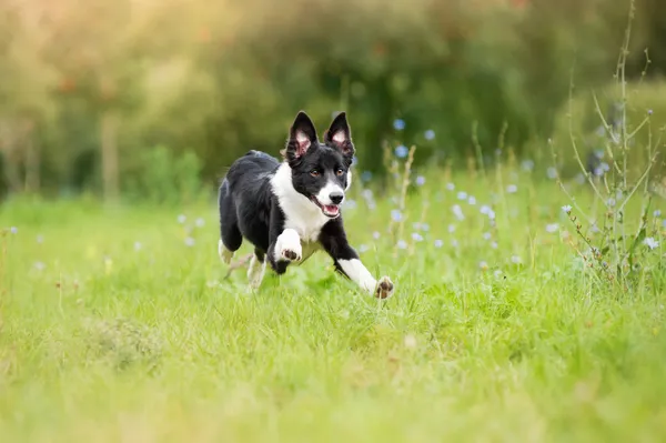 Frontera collie cachorro corriendo a través de un prado —  Fotos de Stock