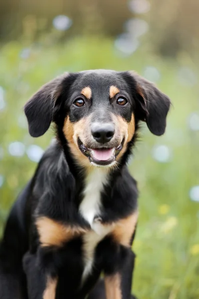 Χαριτωμένο σύνορα ποιμενικού σκύλου κουτάβι closeup — Φωτογραφία Αρχείου