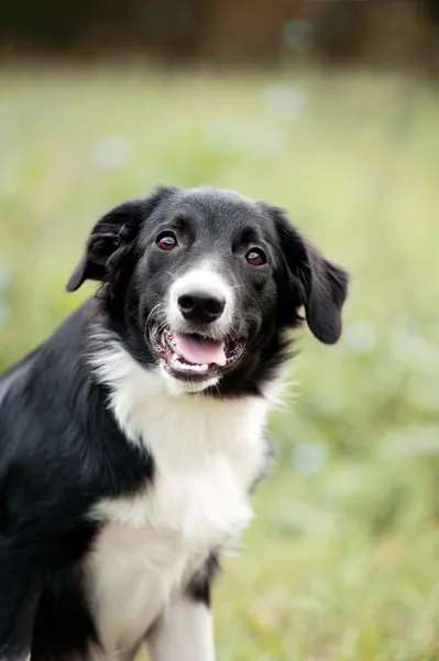 Mignon frontière collie chiot portrait — Photo