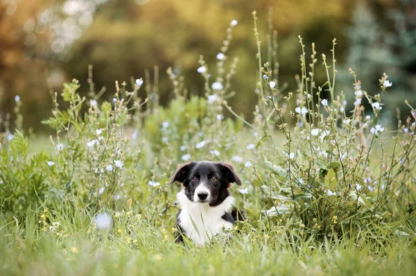 Cute szczeniak collie granicy — Zdjęcie stockowe