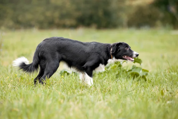 Şirin kenar kömür ocağı köpek yürüyor — Stok fotoğraf