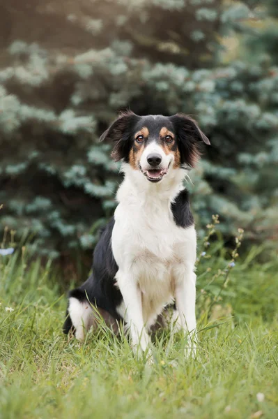 Mignon collie frontière chien — Photo