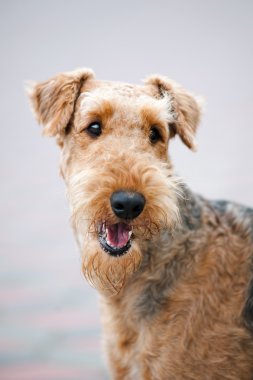 mutlu airedale terrier portre
