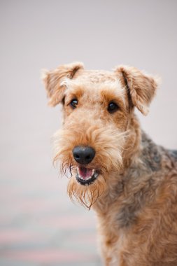 mutlu airedale terrier portre
