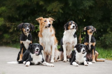 mutlu aile köpek kenar kömür ocağı