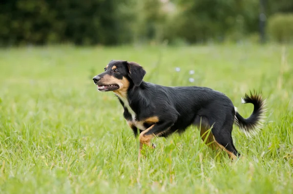 Cute border collie puppy walks — Stock Photo, Image