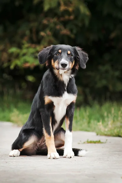 Πορτρέτο σύνορα ποιμενικού σκύλου κουτάβι — Φωτογραφία Αρχείου