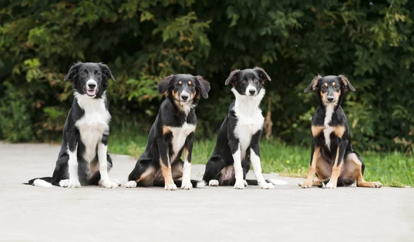 Четыре щенка пограничного колли — стоковое фото