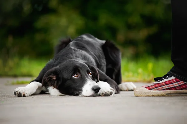 Petit chiot frontière collie couché près du pied — Photo