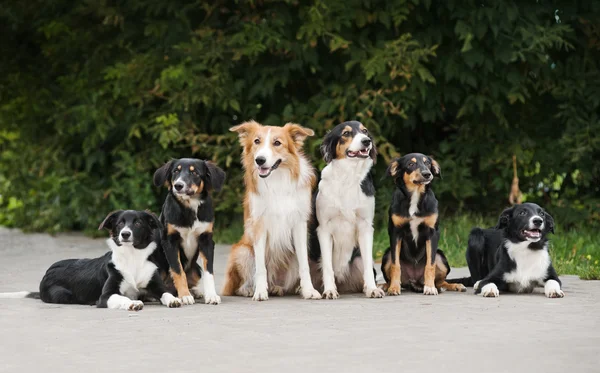 Щаслива шість собак прикордонна коллі — стокове фото