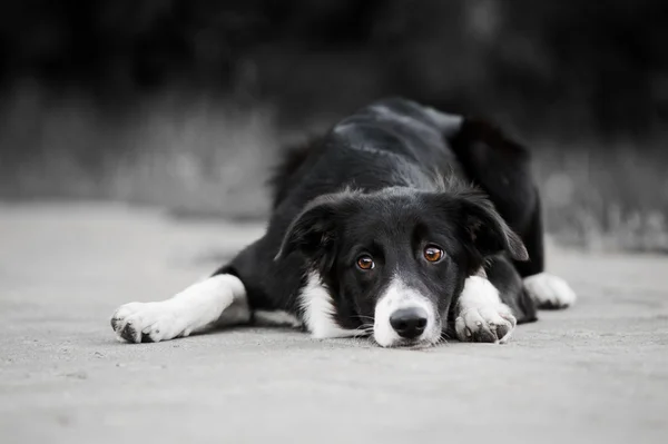 Jeune chiot frontière collie — Photo