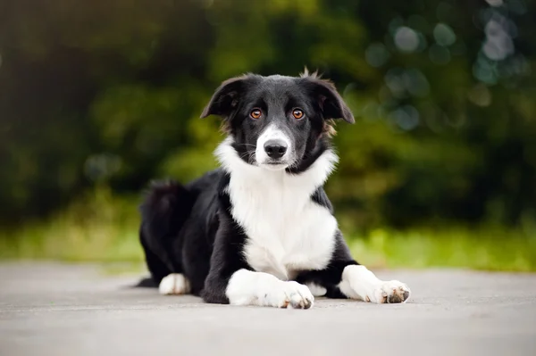 Svart och vit gräns collie valp — Stockfoto