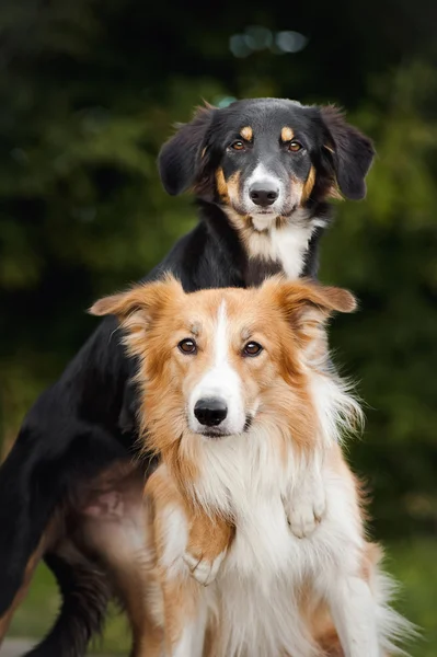 Two cute dog border collie hug — Stock Photo, Image
