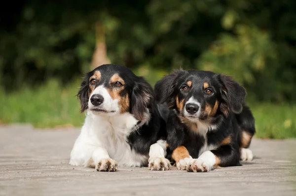 Due cane bordo collie ritratto — Foto Stock