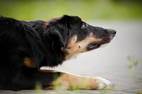 Köpek yavrusu kenar kömür ocağı portre — Stok fotoğraf