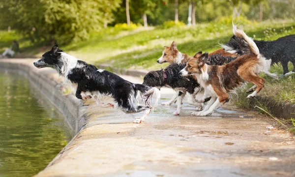 Team di cani che saltano in acqua — Foto Stock