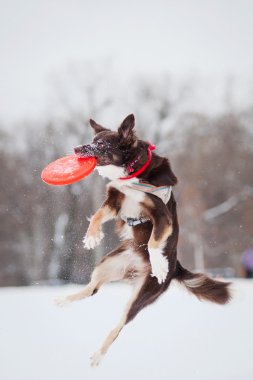 köpek sıçramak ve havada uçan bir disk yakalama