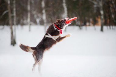 köpek sıçramak ve havada uçan bir disk yakalama
