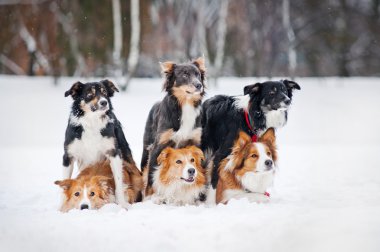 altı sınır işçisi köpekler portre kış