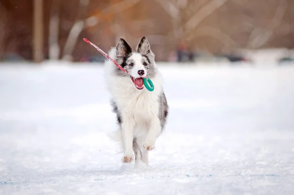 Border Collie สุนัขวิ่งกับของเล่นในฤดูหนาว — ภาพถ่ายสต็อก