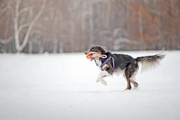 Σύνορα ποιμενικού σκύλου σκύλο που τρέχει με το παιχνίδι για το χειμώνα — Φωτογραφία Αρχείου