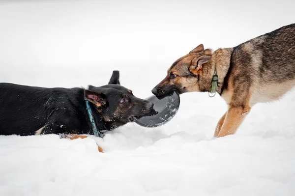 German shepherds plays with a disk frisbee — Stock Photo, Image