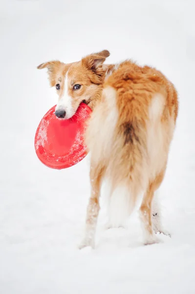 Border collie holding toy and looking at camera — Stock Photo, Image