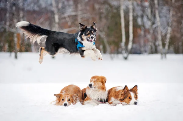 Kışın oynarken dört dos kenar kömür ocağı