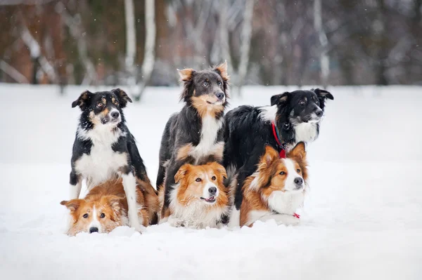 Sex angränsande coolie hund porträtt på vintern — Stockfoto